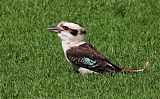 Laughing Kookaburraborder=